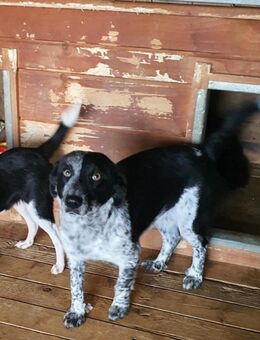 Rabea - kleine Liebe Hündin - Tettau (Bayern)