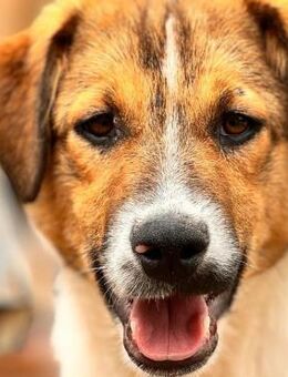 ❣️ Lieber Percival ❣️ - Eislingen (Fils)