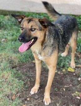 Vicky - Tolle Hündin sucht Familie - Berlin