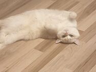 Junge BKH-Katzen - Witten
