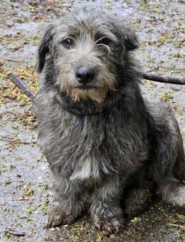 Menschenbezogener DUSTY sucht ♥️ - München