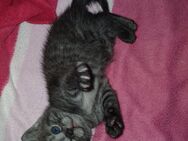 BKH Mix Kitten suchen ein neues Zuhause - Rosenheim