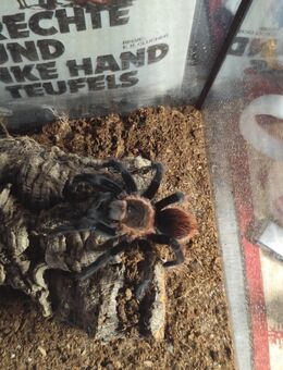 Brachybelma vagans - Paderborn