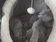 Reinrassige Russisch Blau Kater - Schwegenheim