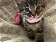 Katzenbaby, Babykatzen, Katzenbabys - Solms