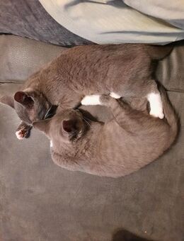 BKH-Mix Kitten, Babykatze, grau-blau und weißen Pfoten, 13 Wochen alt - Brilon