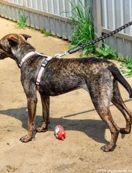 Cindy wartet immer noch auf ein Zuhause - Nordwalde