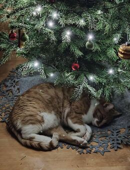 FAMILIENWEIHNACHTSGLÜCK ERLEBEN - VORM KAMIN IM EIGENEN TRAUMHAUS! TEL.: 01714863595 - Annaberg-Buchholz