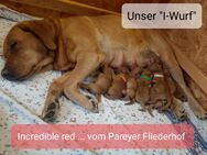 Foxred Labrador Welpen - 2 Rüden noch frei - Elbe-Parey