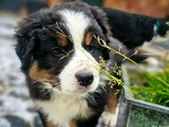 Australian Shepherd Welpen (Standard Showlinie) - Kleinbundenbach