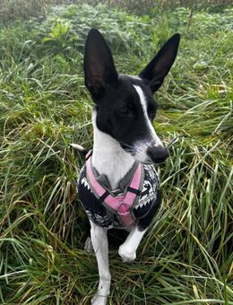 Peppa sucht hundeliebende Familie - Grevenbroich