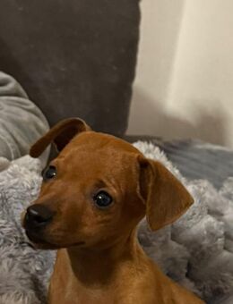 Zwergpinscher Welpe - Frankfurt (Main)