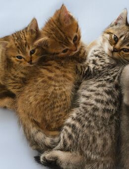 3 zuckersüße BKH-Kitten (getigert) suchen ein liebevolles Zuhause – Abgabe Ende September - Hamburg Hamburg-Nord