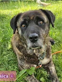 🩷 Jessica 🩷 sucht DRINGEND ein Zuhause - Ovelgönne