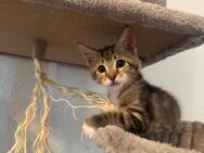 Suche liebevolles Zuhause Maine-Coon-Mix - Dresden