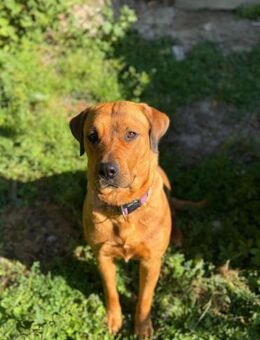 Die bezaubernde Daisy sucht ihr Zuhause - Tagmersheim