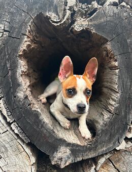 Mischling Jack russell mit französische Bulldogge - Neuhardenberg