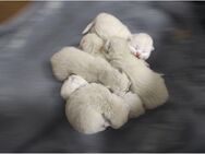BKH Kitten Golden Point - Burscheid