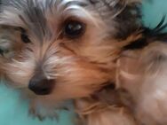 Yorkshire Terrier Welpe - Ankum