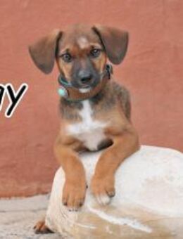 Iggy stellt sich vor💓❤️💖 - Essingen (Rheinland-Pfalz)