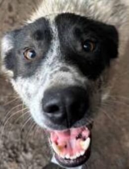 Flöti ist ein hübscher Bursche 🐾 - Elsdorf (Nordrhein-Westfalen)