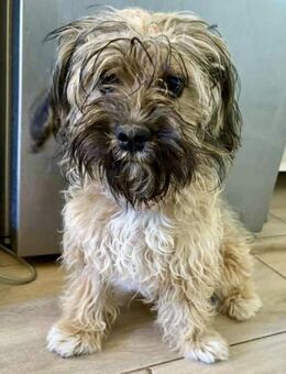 Thorin - freundlicher Wuschelbub - Koblenz