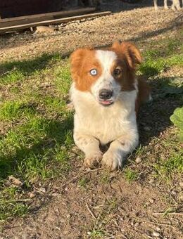 Polly sucht ein Zuhause - Olfen