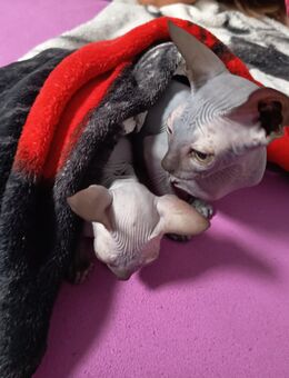 Sphinx kitten Mädchen - Lützen Muschwitz