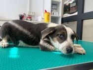 Wer verliebt sich in Feivel? - München