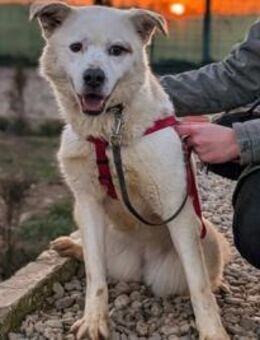 Babsi ist eine bezaubernde Junghündin, a - München