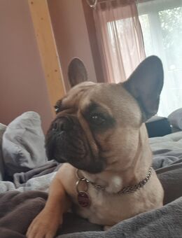 Französische Bulldogge - Dissen (Teutoburger Wald)