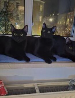 Schwarze Kitten suchen Zuhause - Benediktbeuern