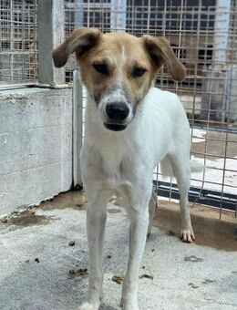 Dan von kettenlos - Bollingstedt