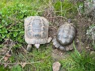 Maurische & Griechische Landschildkröten - Inchenhofen