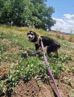Daisy; zartes Herz sucht sicheren Hafen - Geilenkirchen