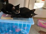 2 Kitten (m/w) suchen ein liebevolles zu Hause - Bremen