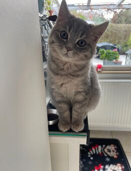 BKH kitten Kater Katze Katzen britisch kurzhaar grau tabby getiegert - Düsseldorf