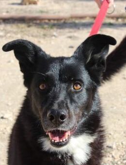 Nerón - liebevoller Gute-Laune-Bär (V) - Ludwigshafen (Rhein)