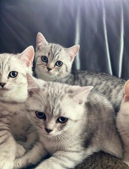 BKH Kitten Katzenbabys ab sofort abzugeben - Jüchen