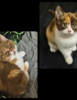 2 süße bkh kitten mädels - Hennef (Sieg)