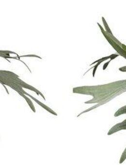 Kunstzweig Geweihfarn Farn, Creativ green, Höhe 35 cm