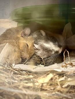 5er Gruppe Degu Weibchen suchen ein liebevolles neues Zuhause - Ulm