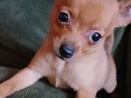 Französische Bulldoggen Mischlings Welpe - Burscheid