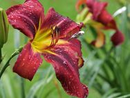 Taglilie - Hemerocallis -Boitzer Mad Max - Bochum Querenburg