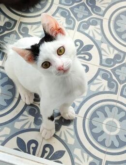 Junger, fröhlicher Kater Lisboa - Karlsruhe