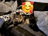 Maine Coon Mädchen - Weiden (Oberpfalz)
