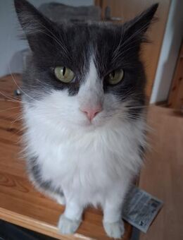 Burger verschmuster Maine-Coon-Mix - Benediktbeuern