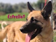 Estrella1 bildhübsche Schäferhündin 5/21 - Ruppertsecken