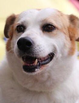 Dalila ist hübsch, ruhig + liebenswert! - Karben