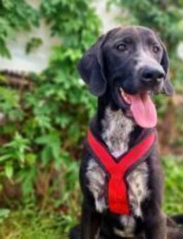 Aktiver Jagdhundmix Carry - München